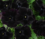 Petunia Prelude Black 1